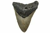 Bargain, Fossil Megalodon Tooth - North Carolina #350591-1